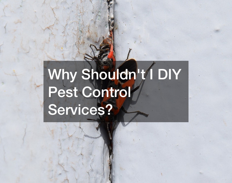 Why Shouldnt I DIY Pest Control Services?