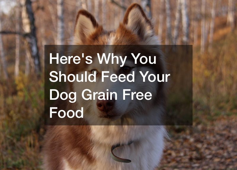 Heres Why You Should Feed Your Dog Grain Free Food