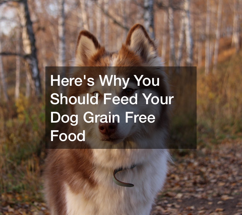 Heres Why You Should Feed Your Dog Grain Free Food