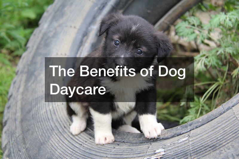 The Benefits of Dog Daycare