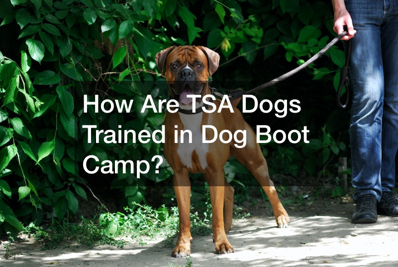 How Are TSA Dogs Trained in Dog Boot Camp?