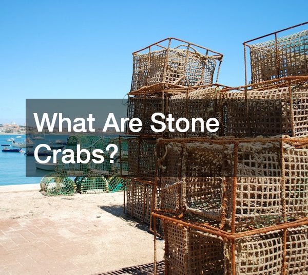 What Are Stone Crabs?